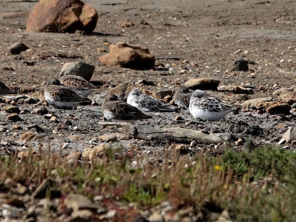 Txirri zuria - ML647393137