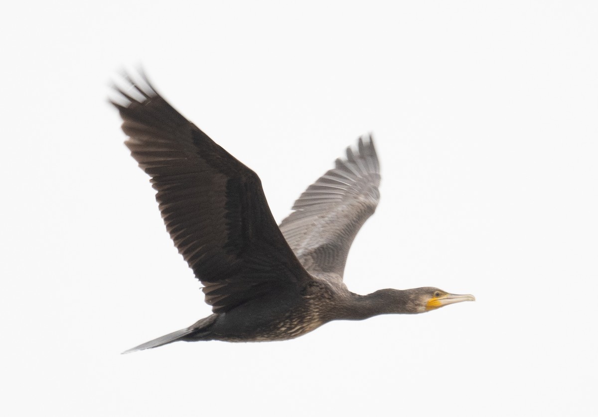 Great Cormorant - ML647393138