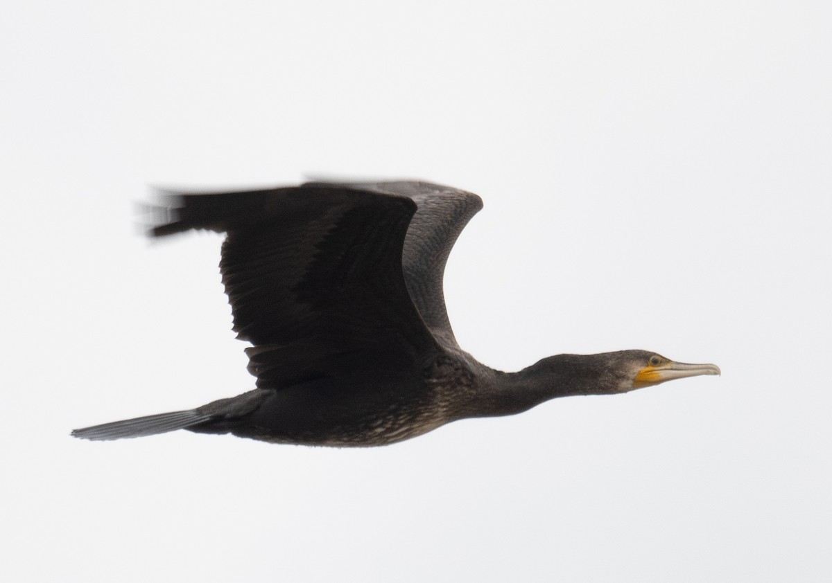 Great Cormorant - ML647393139