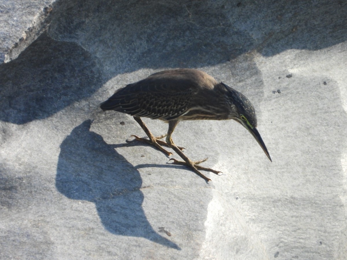 Little Heron - ML647393160