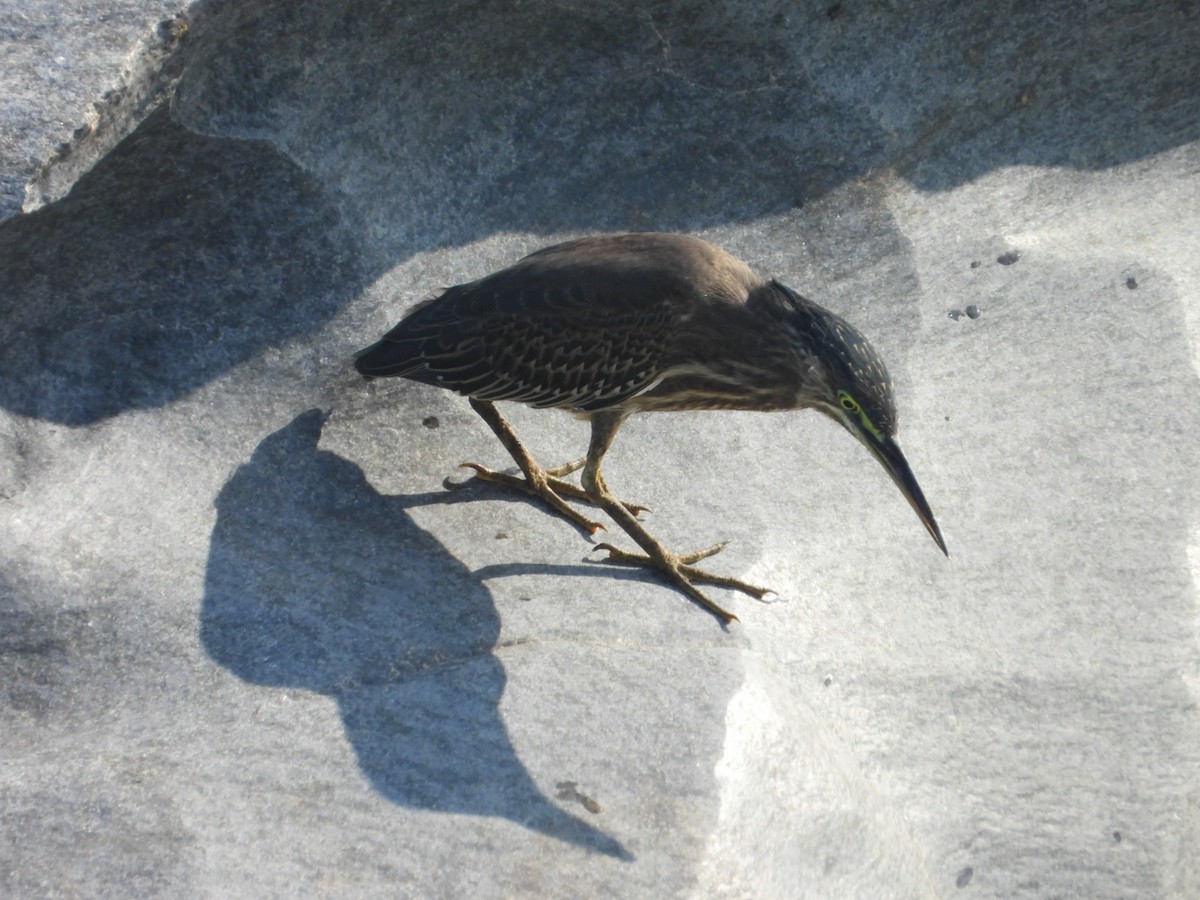 Little Heron - ML647393161