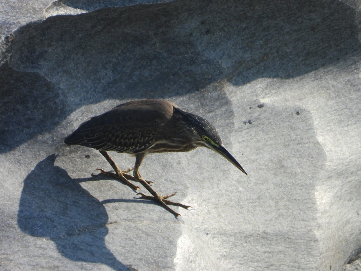 Little Heron - ML647393162