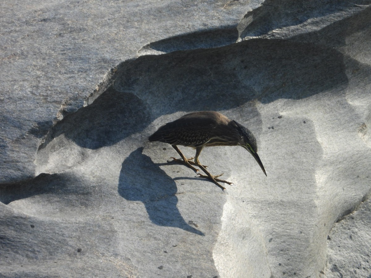 Little Heron - ML647393163