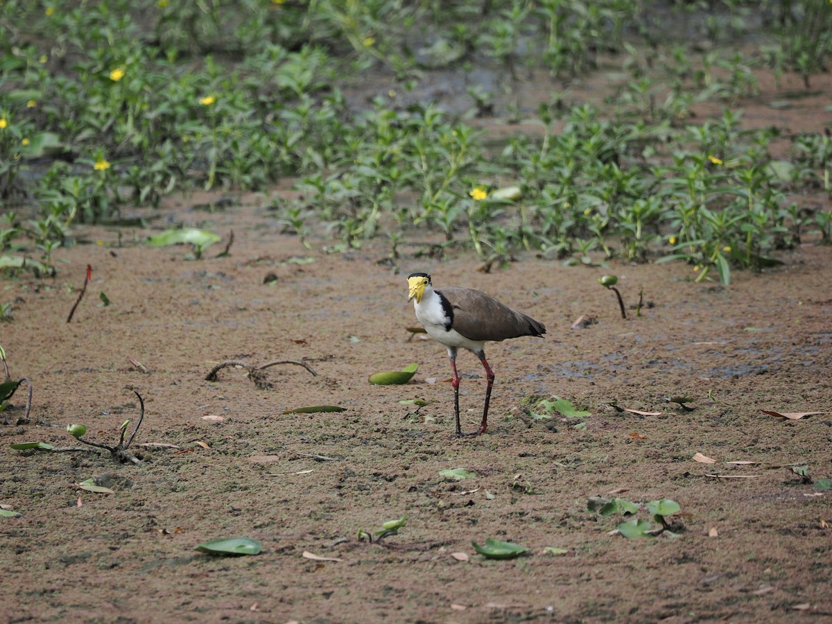 Avefría Militar - ML647393166