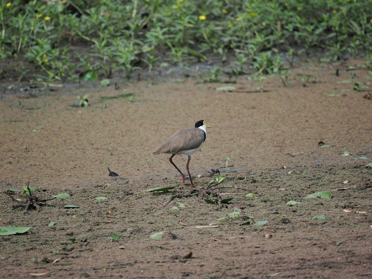 Avefría Militar - ML647393167