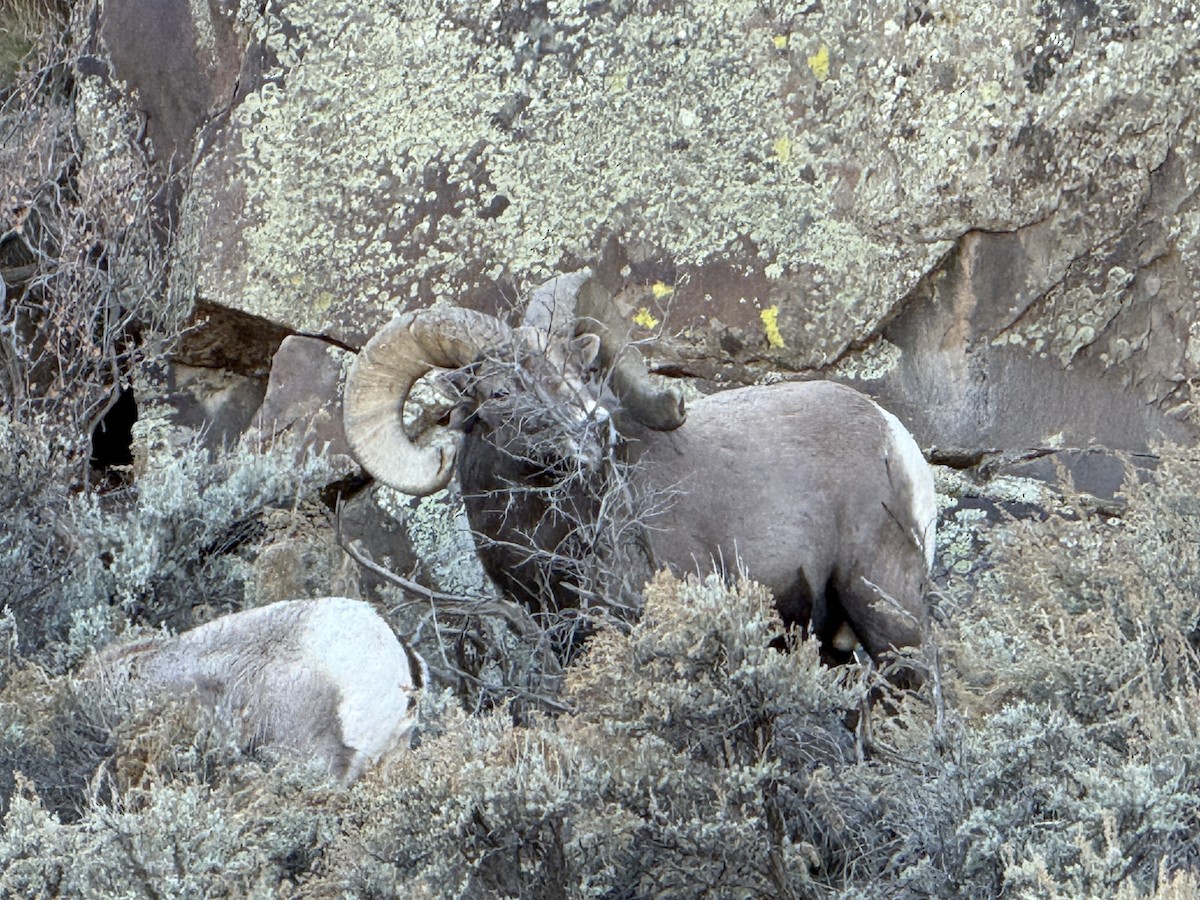 Rocky Mountain Bighorn Sheep - ML647393170