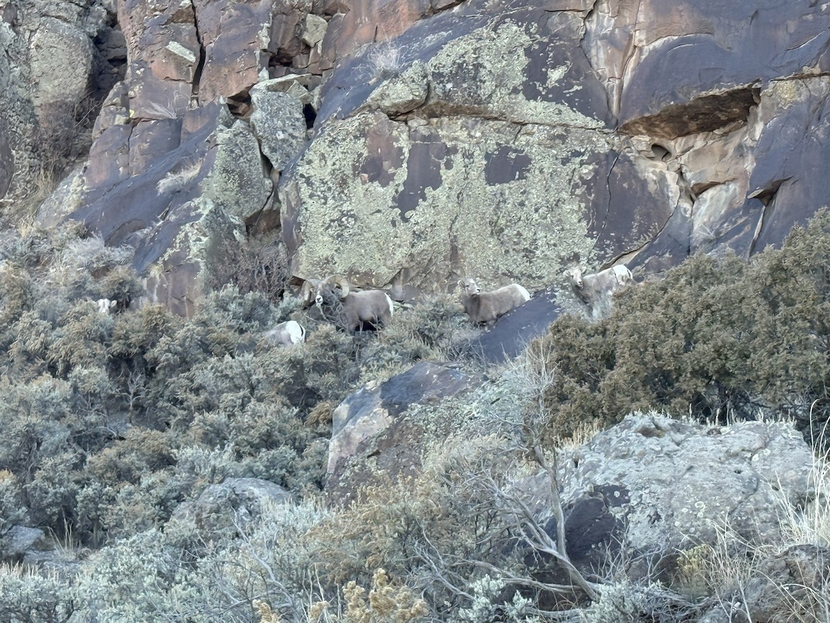 Rocky Mountain Bighorn Sheep - ML647393171