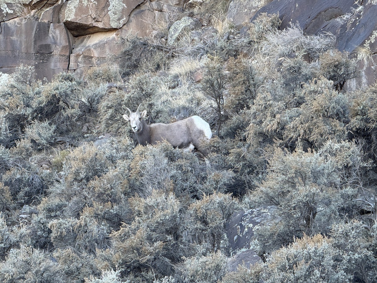 Rocky Mountain Bighorn Sheep - ML647393172