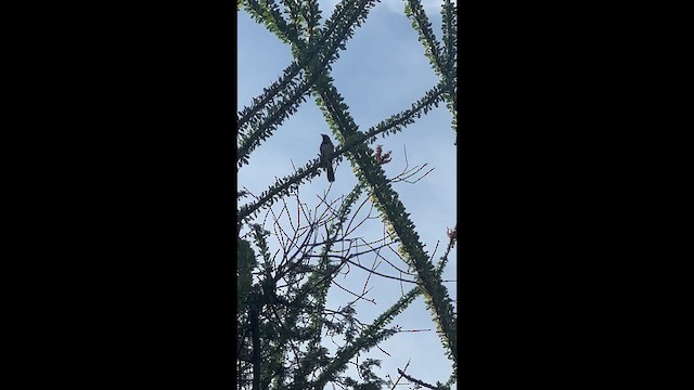 Five-striped Sparrow - ML647393177