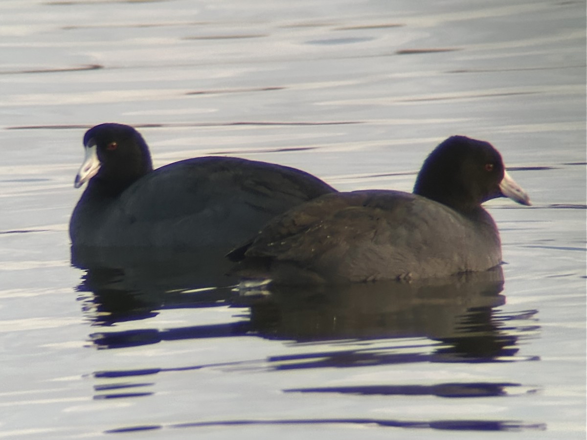 American Coot - ML647393181
