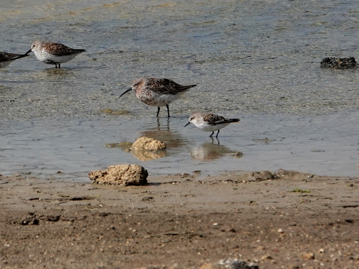 Little Stint - ML647393189