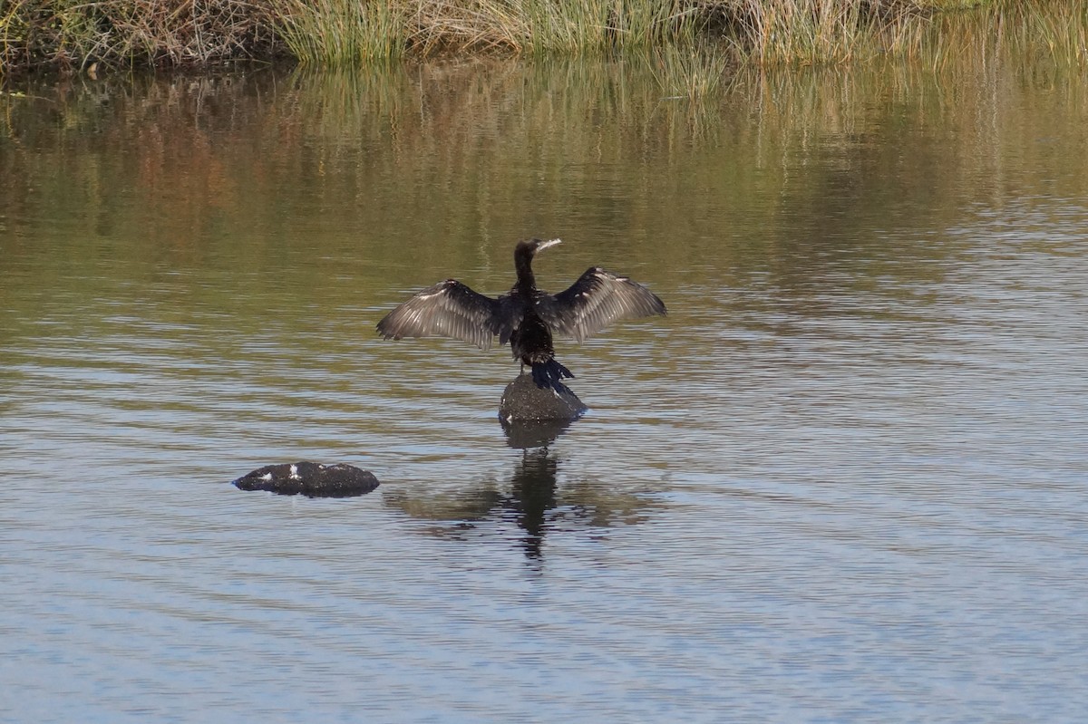 Great Cormorant - ML647393202