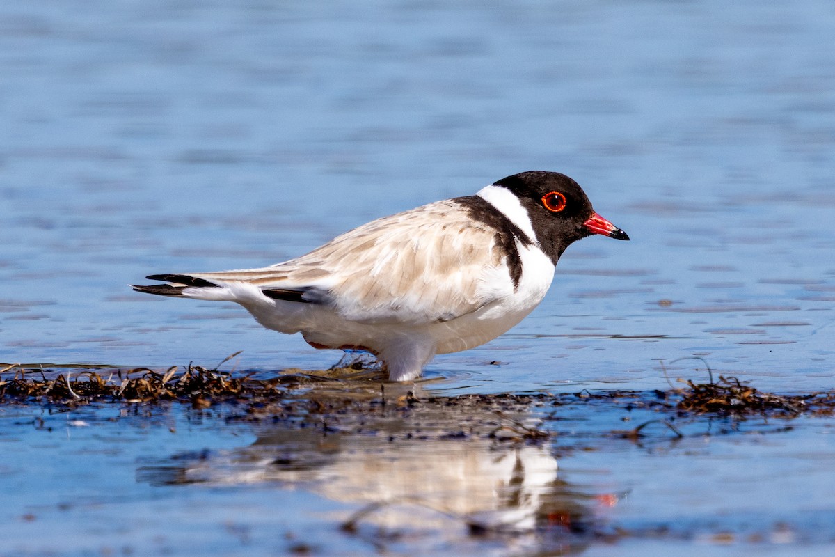 Pluvier à camail - ML647393203