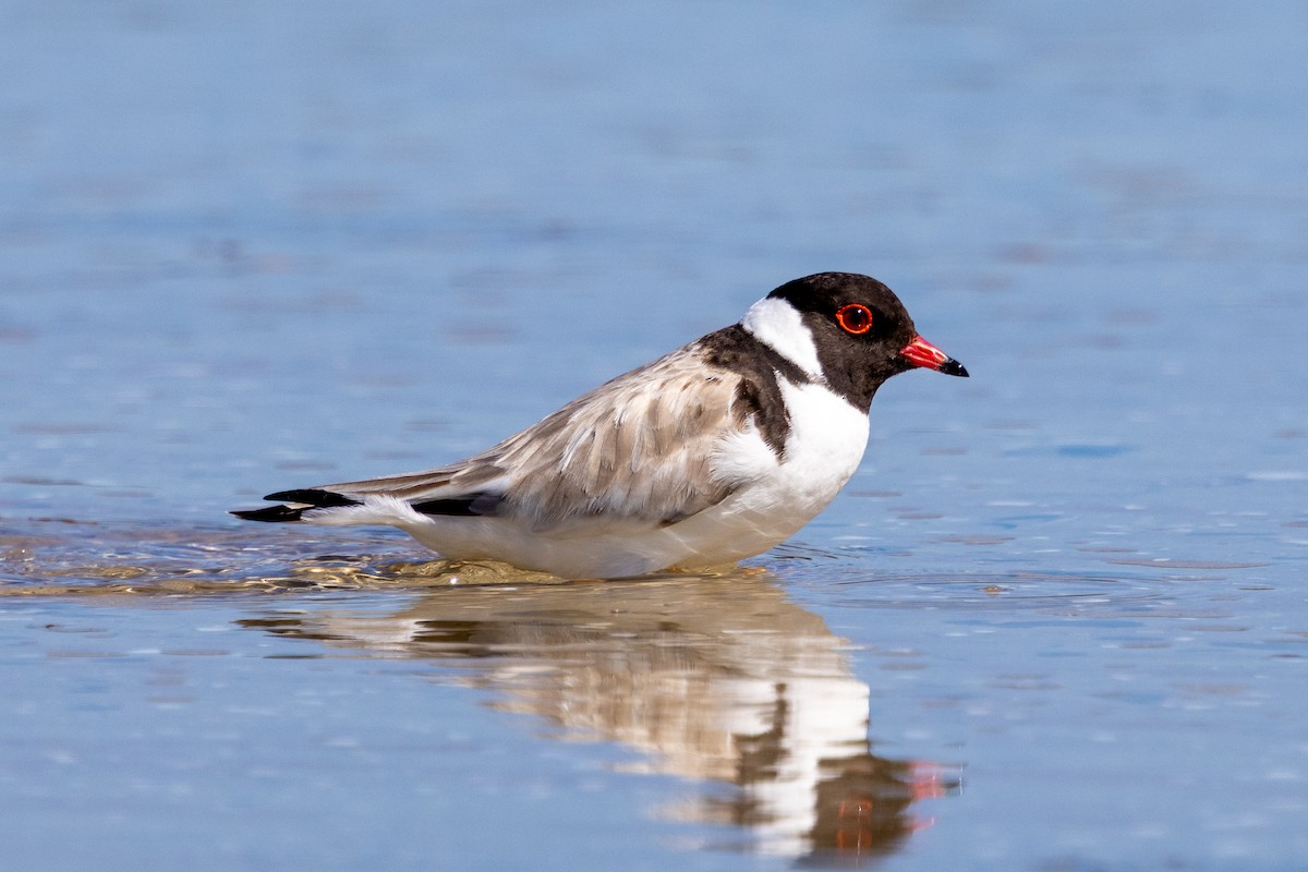 Pluvier à camail - ML647393204