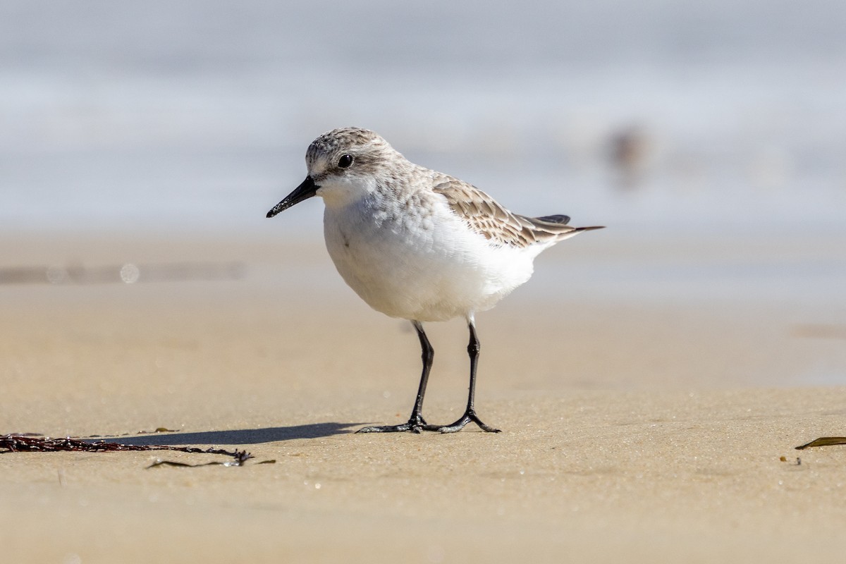 Bécasseau à col roux - ML647393209