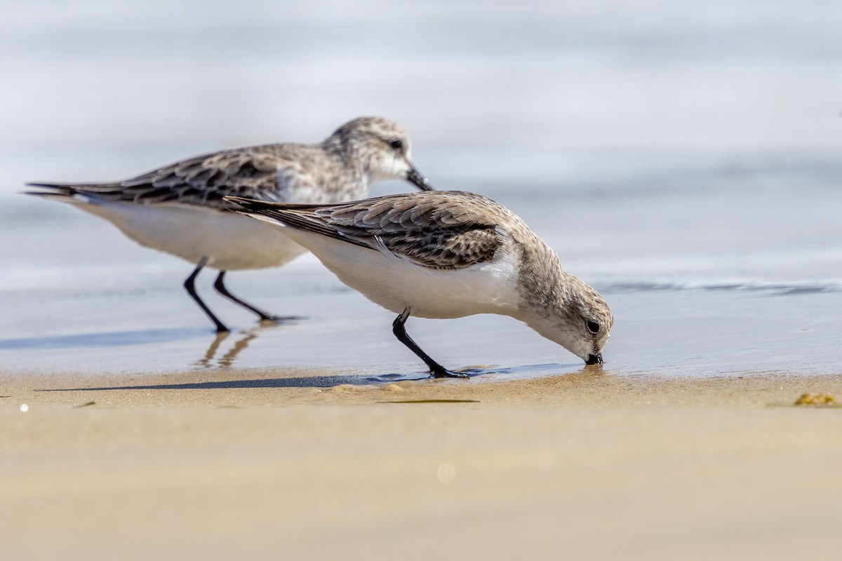 Bécasseau à col roux - ML647393210