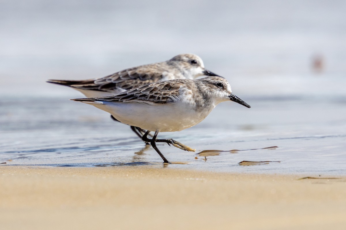 Bécasseau à col roux - ML647393211