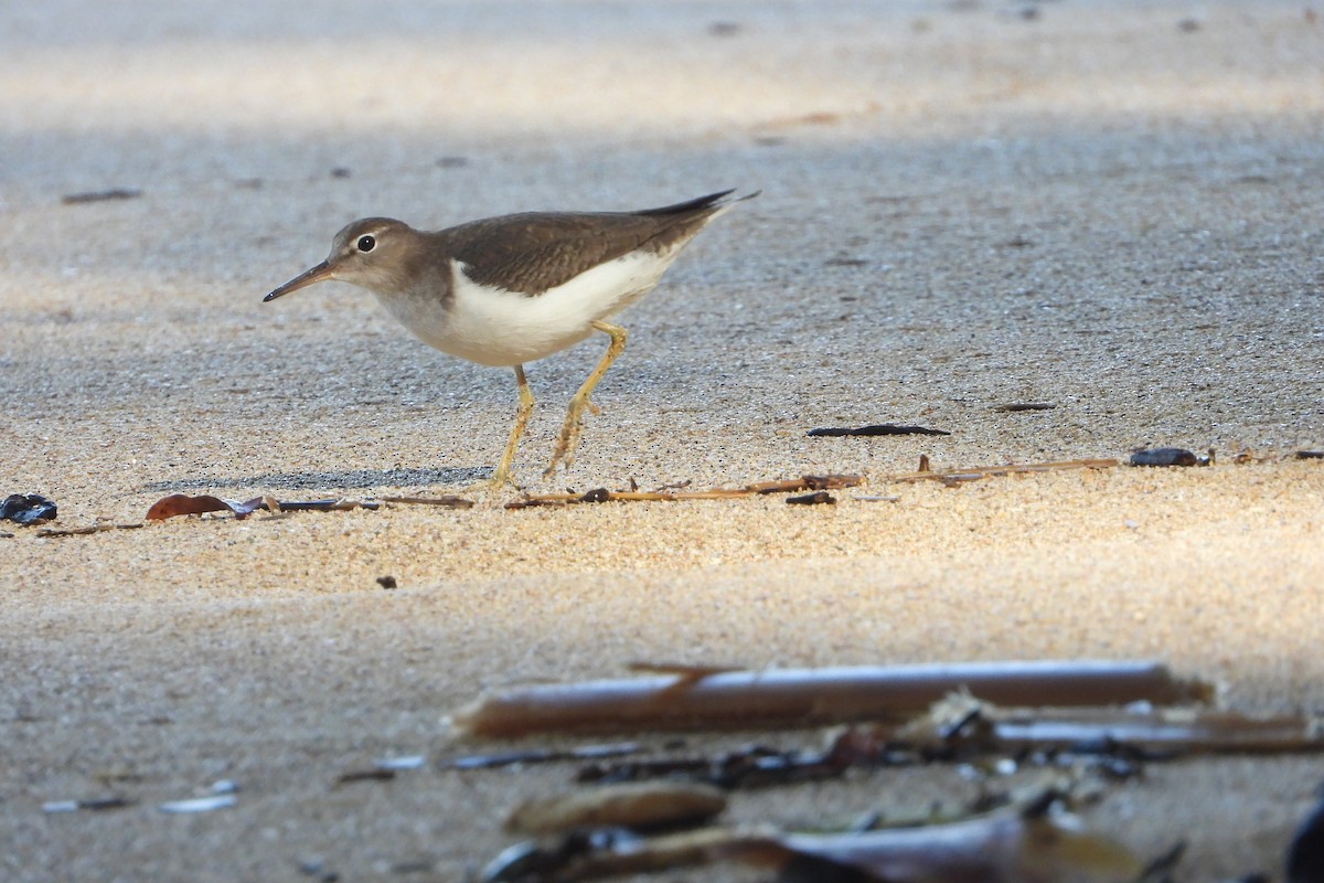 Spotted Sandpiper - ML647393213