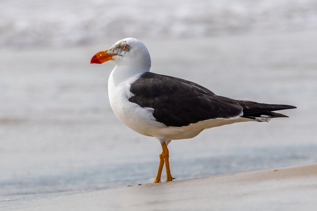 Goéland austral - ML647393220