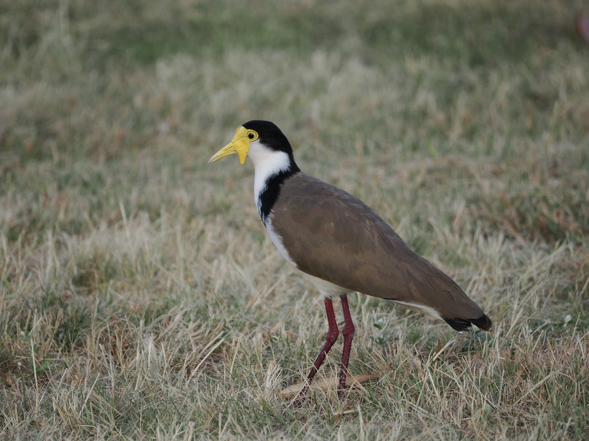 Avefría Militar - ML647393223