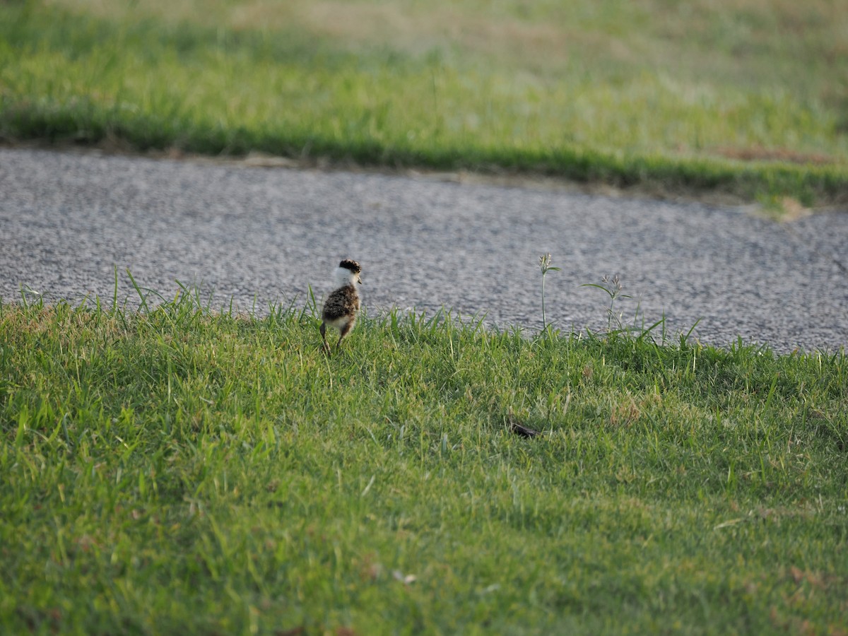 Avefría Militar - ML647393224