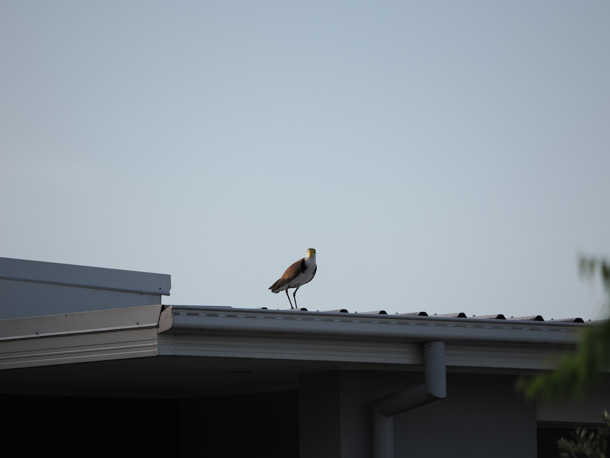 Avefría Militar - ML647393225