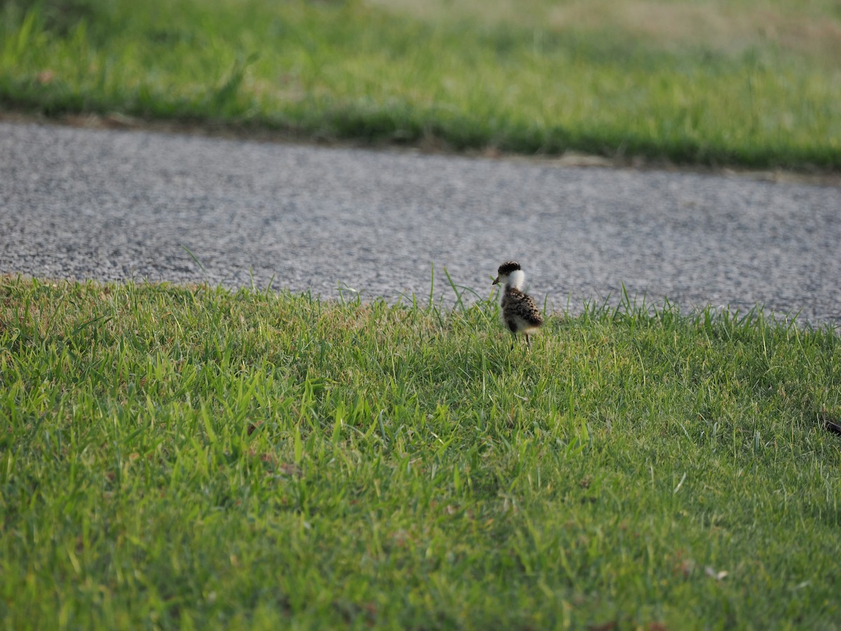 Avefría Militar - ML647393226
