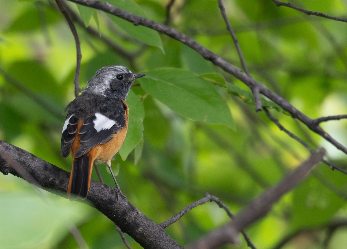 חכלילית סיבירית - ML647393242