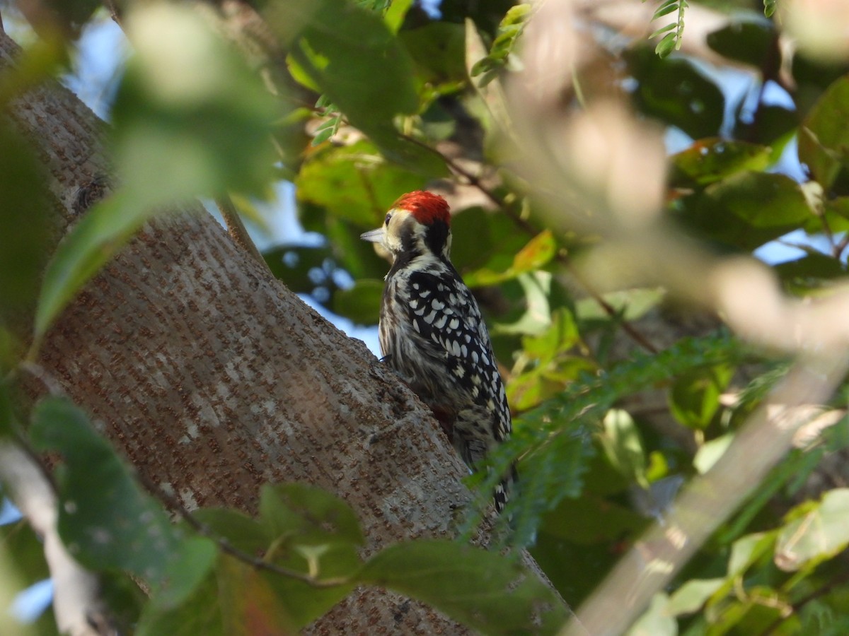Yellow-crowned Woodpecker - ML647393246