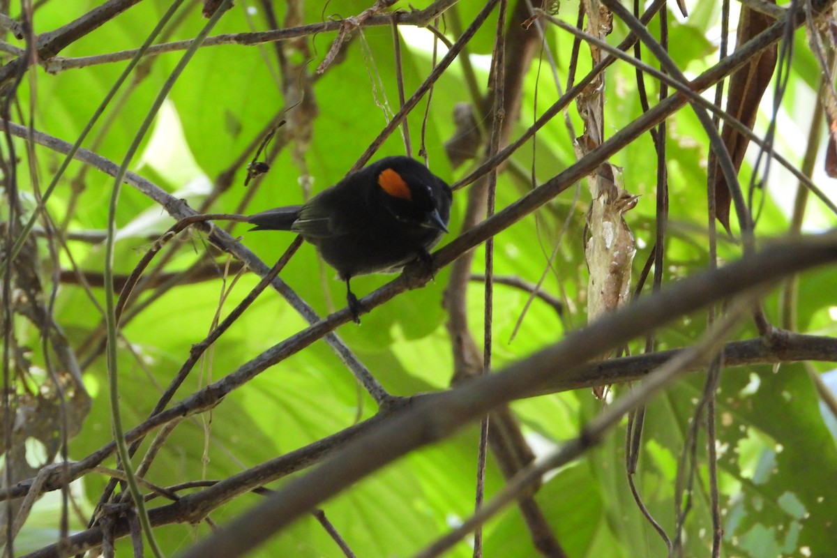 Tawny-crested Tanager - ML647393268