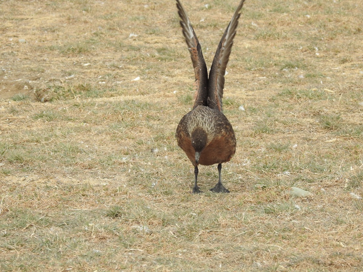 Chilean Skua - ML647393313