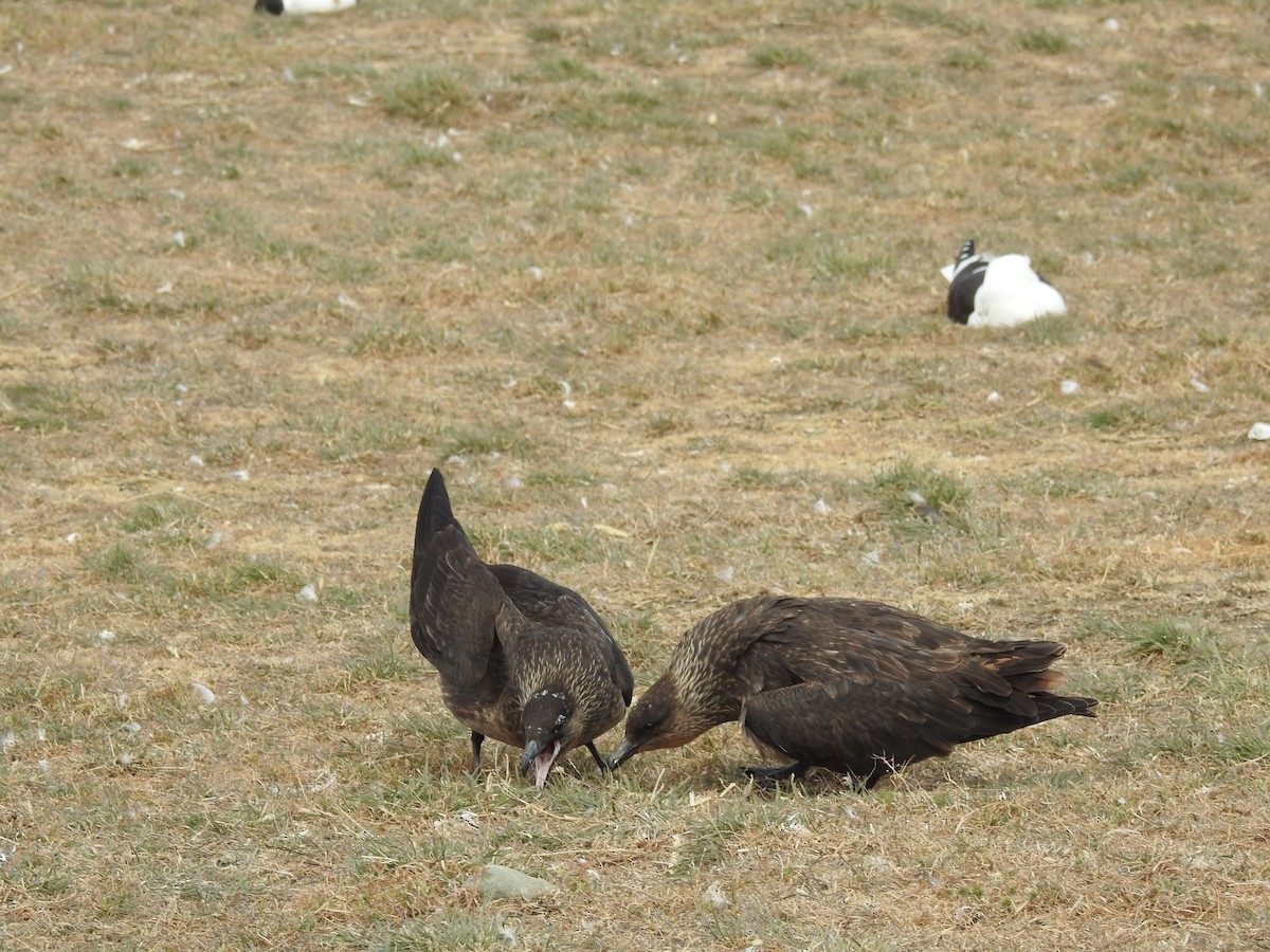 Chilean Skua - ML647393314