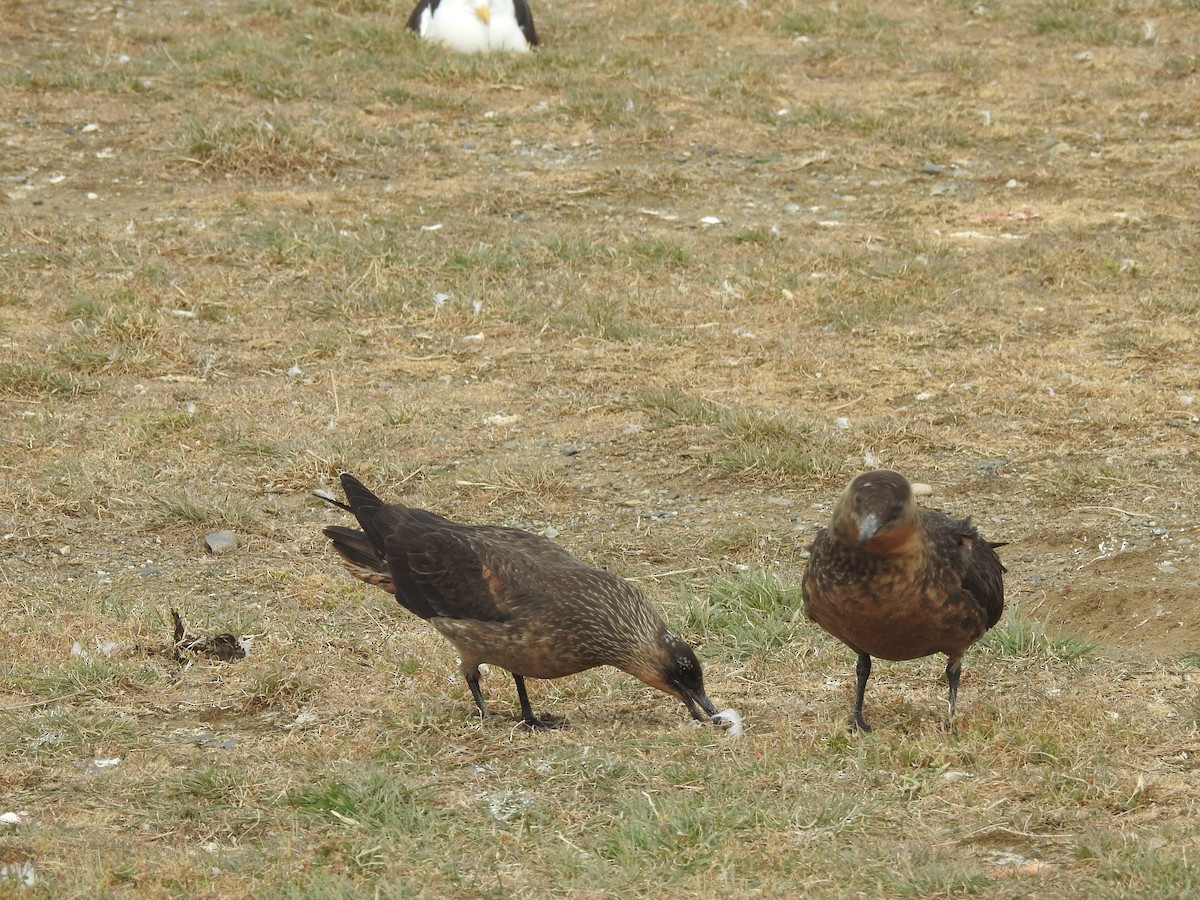 Chilean Skua - ML647393316