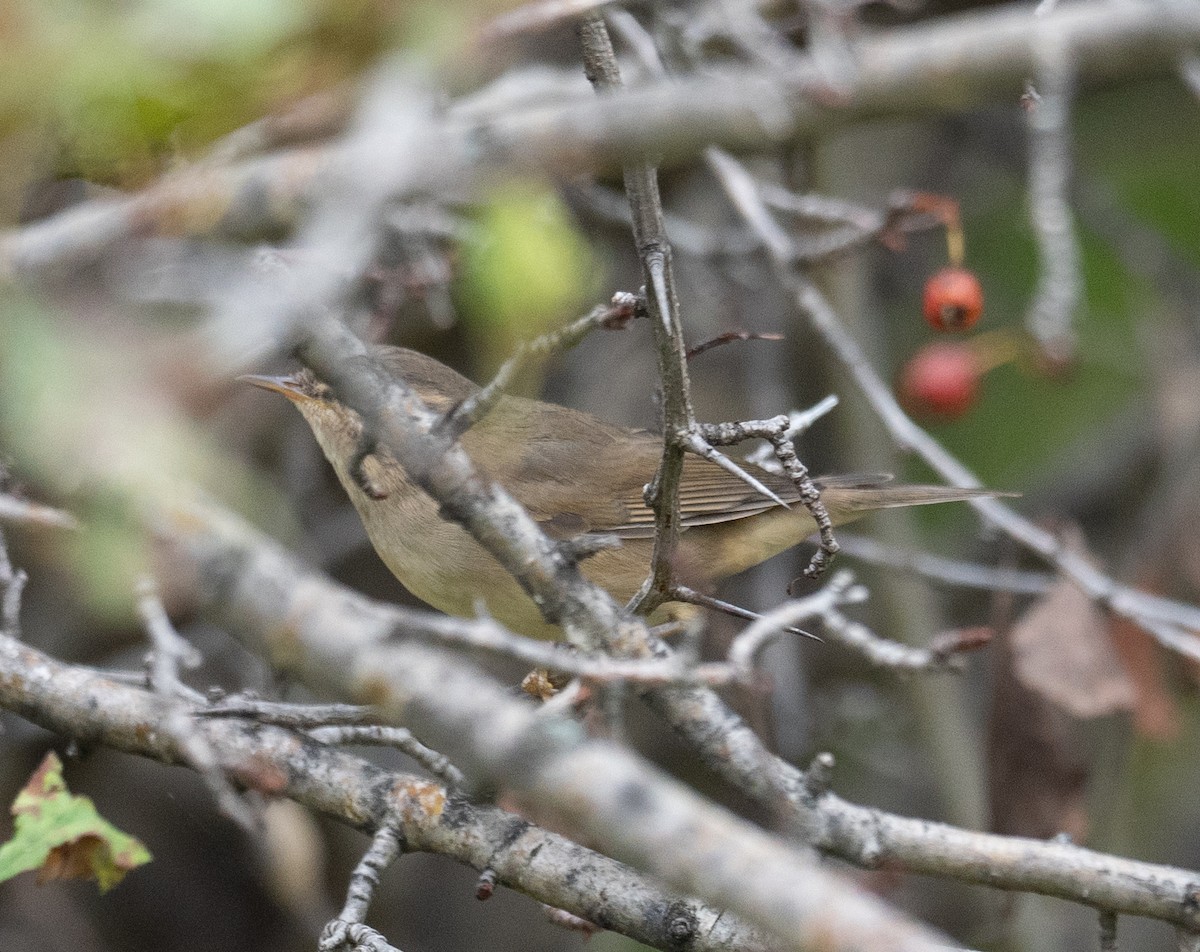 עלווית כהה - ML647393319