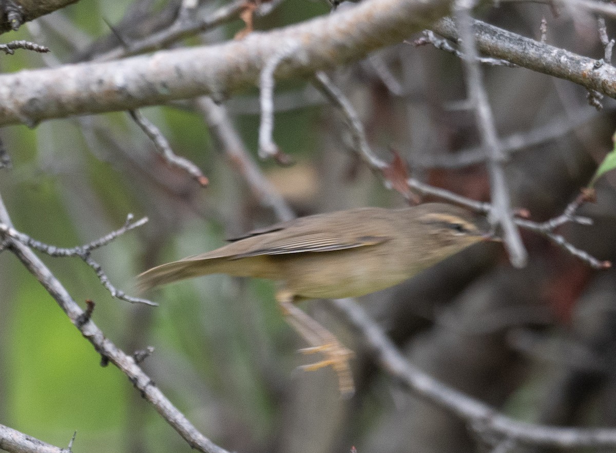עלווית כהה - ML647393320