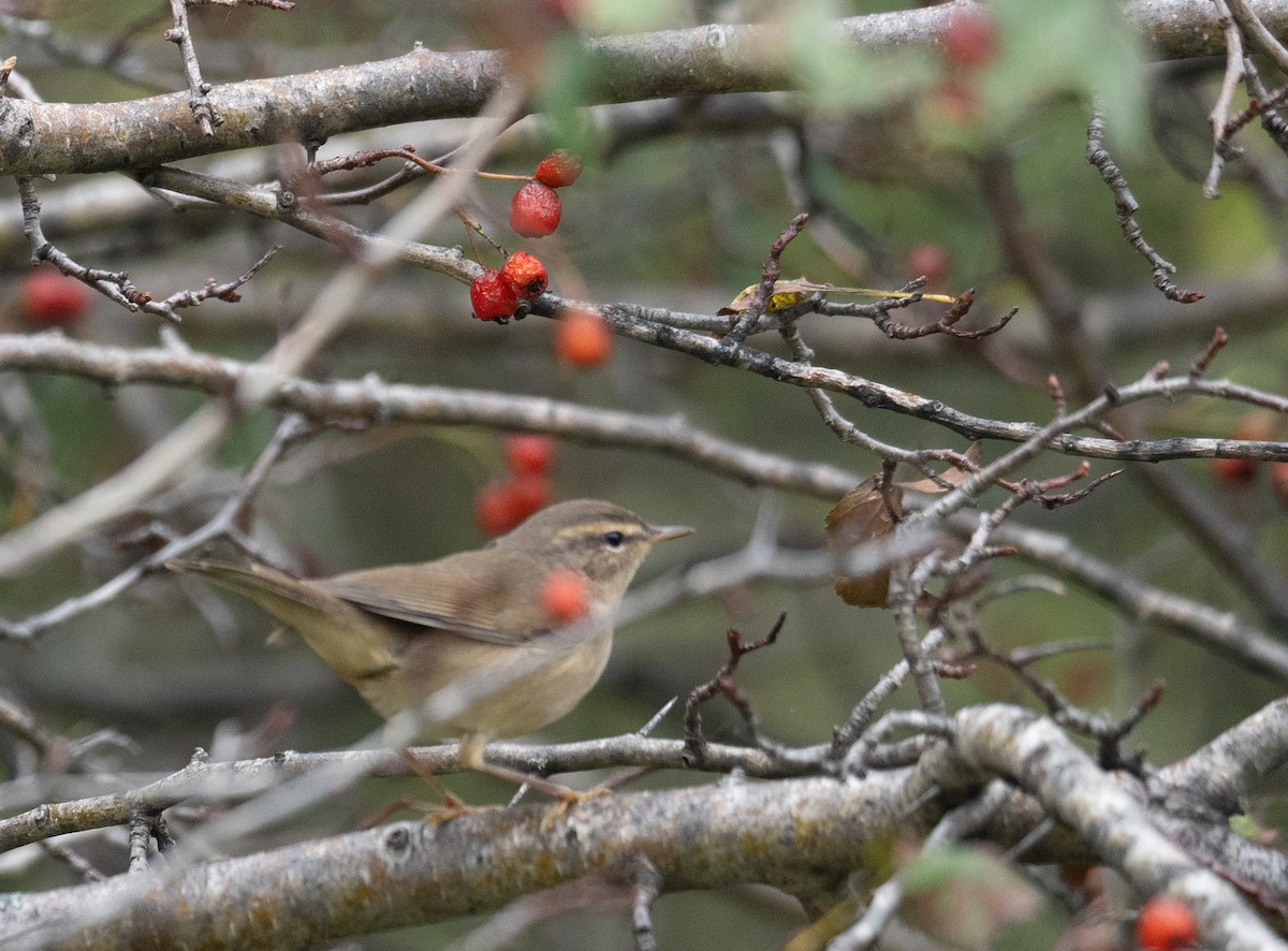 עלווית כהה - ML647393321