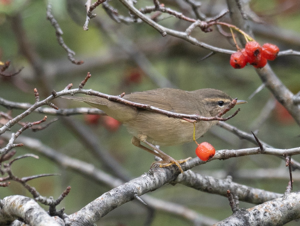 עלווית כהה - ML647393324