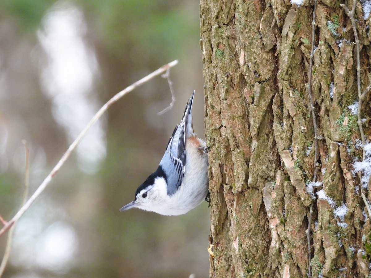 White-breasted Nuthatch - ML647393336
