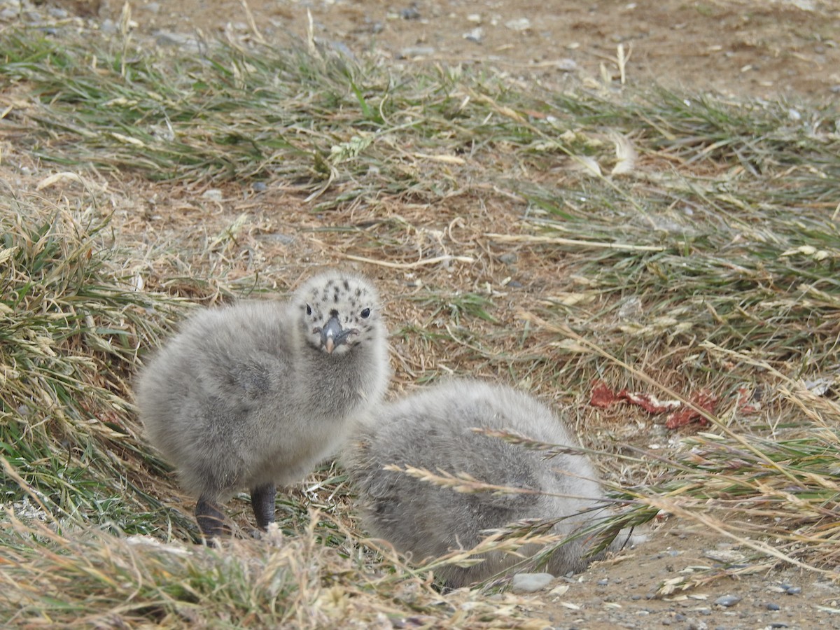 Kelp Gull (dominicanus) - ML647393342