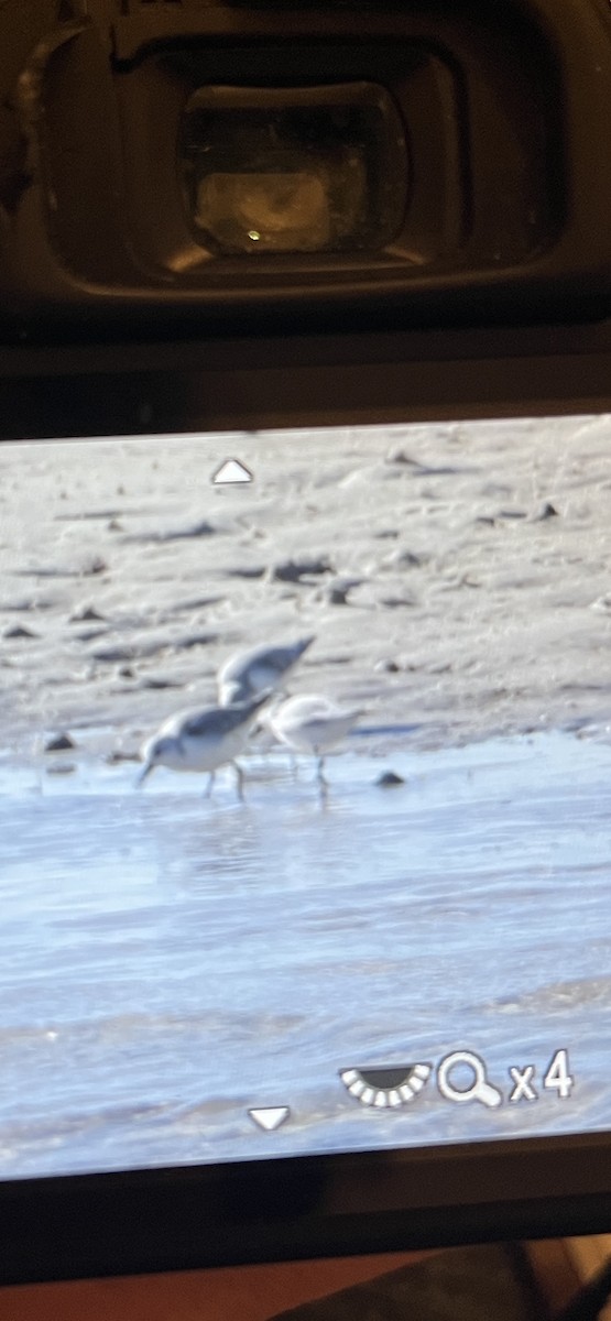 Txirri zuria - ML647393354