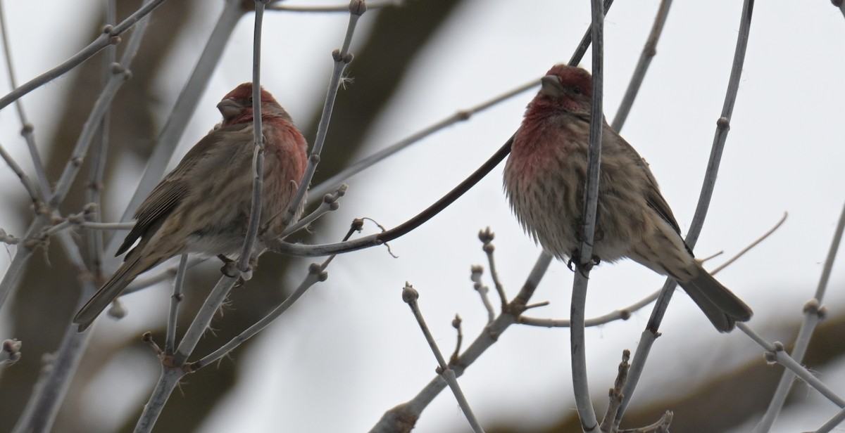 House Finch - ML647393356