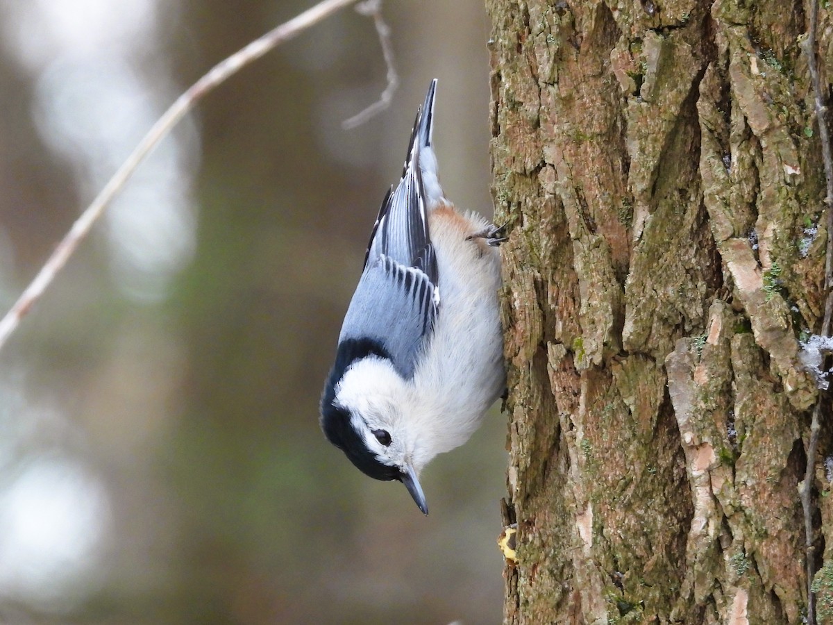 White-breasted Nuthatch - ML647393367