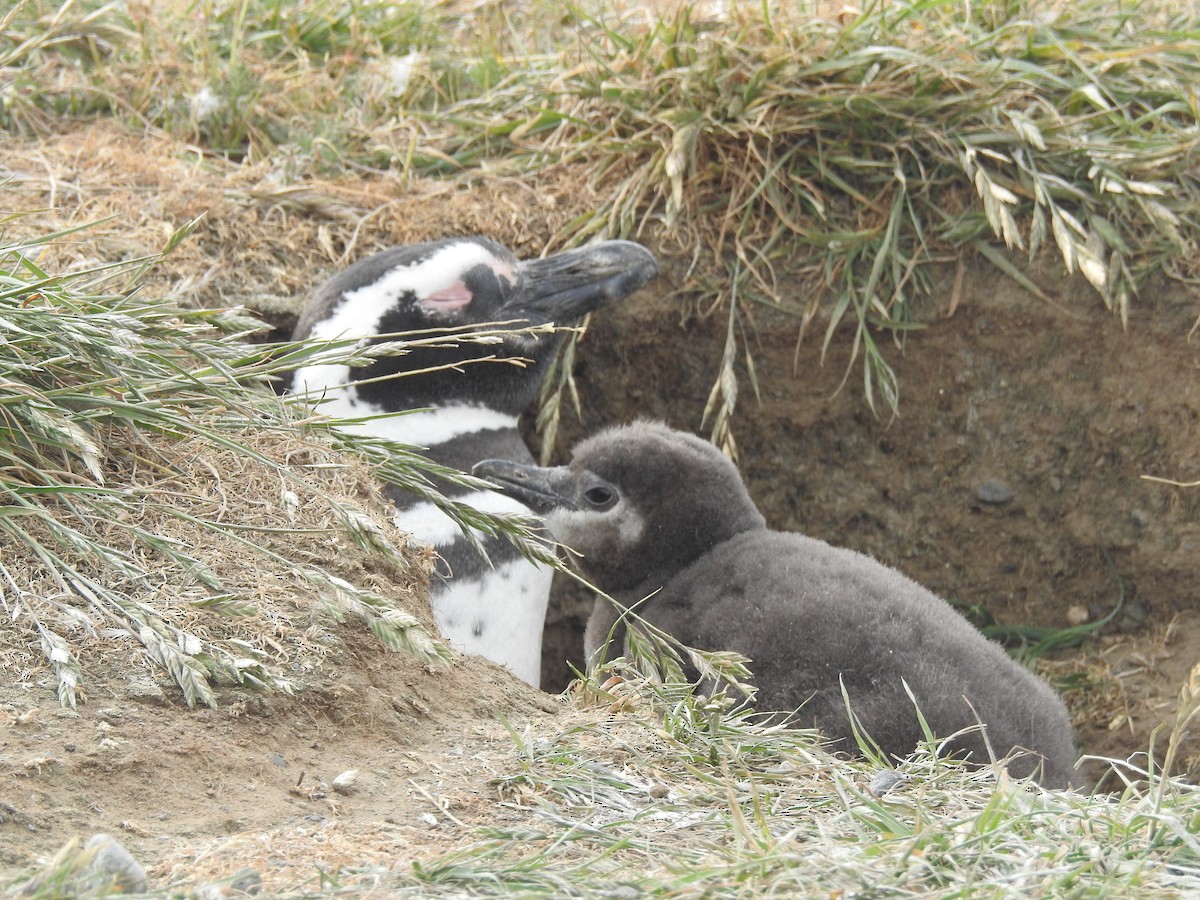 Magellanic Penguin - ML647393369