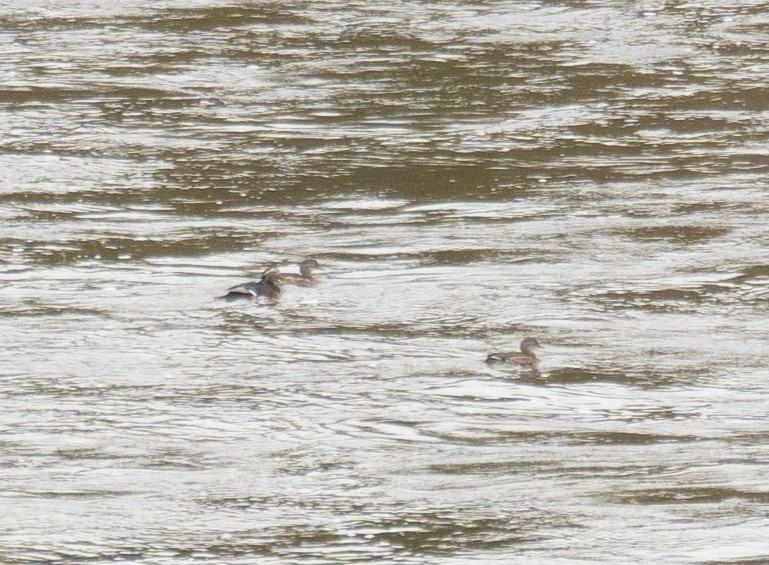 Pato Mandarín - ML647393378