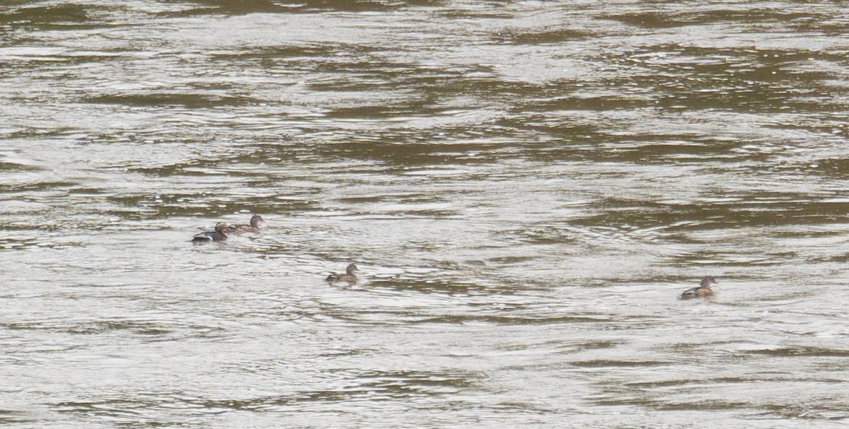 Pato Mandarín - ML647393379