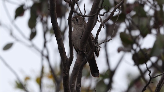 Southern Scrub-Robin - ML647393382