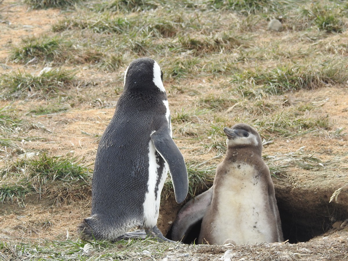 Magellanic Penguin - ML647393386