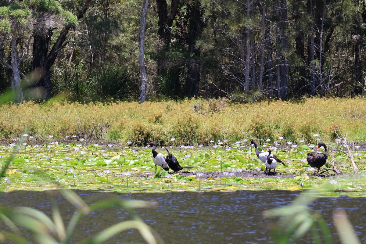 Magpie Goose - ML647393396