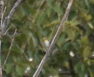 Chestnut-flanked White-eye - ML647393402