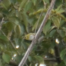 Chestnut-flanked White-eye - ML647393403